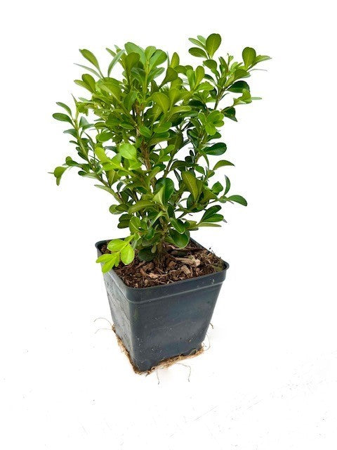 Hedging - Buxus microphylla 'Green Beauty Boxwood' (4 Inch)