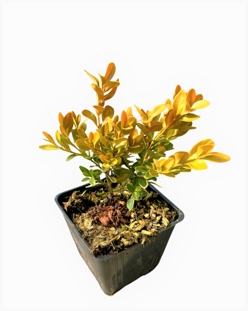Hedging - Buxus microphylla 'Green Velvet' (4 Inch)