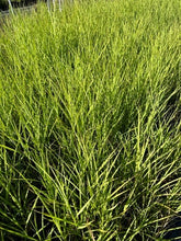 Load image into Gallery viewer, Grass - Calamagrostis &#39;Waldenbuch Feather Reed Grass&#39; (1 Gallon)
