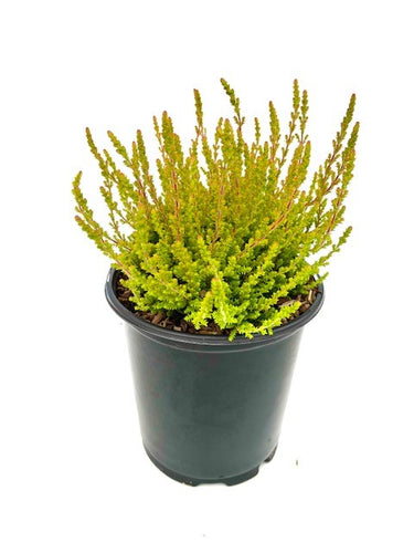 Shrub - Calluna vulgaris 'Firefly Summer Heather' (1 Gallon) Product vendor