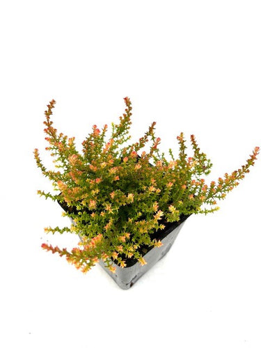 Shrub - Calluna vulgaris 'Flamingo Summer Heather' (4 Inch) Product vendor