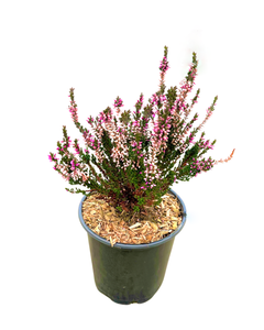 Shrub - Calluna vulgaris 'Purple Summer Heather' (1 Gallon)