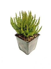 Load image into Gallery viewer, Shrub - Calluna vulgaris 'Purple Summer Heather' (4 Inch) Product vendor
