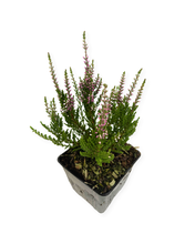 Load image into Gallery viewer, Shrub - Calluna vulgaris 'Purple Summer Heather' (4 Inch) Product vendor
