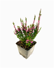 Load image into Gallery viewer, Shrub - Calluna vulgaris 'Purple Summer Heather' (4 Inch) Product vendor
