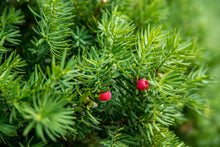 Load image into Gallery viewer, Shrub - Taxus canadensis &#39;Marshall Canadian Yew&#39; (1 Gallon)
