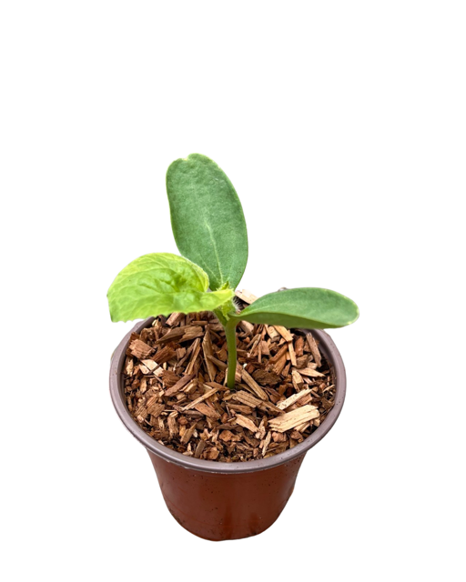 Fruit - Cucumis melo var. reticulates 'Sugar Cubez Cantaloupe' (3.5 Inch) Product vendor