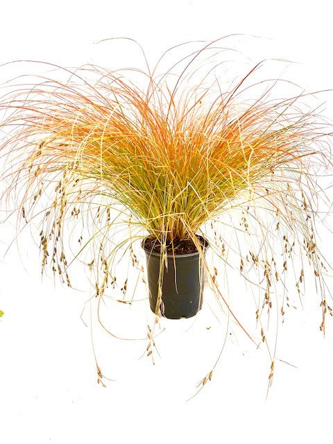 Grass - Carex testacea 'Prairie Fire Sedge' (1 Gallon)