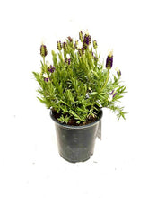 Load image into Gallery viewer, Ornamental Herb - Lavandula Stoechas 'Castillano White Spanish Lavender' (1 Gallon) Product vendor
