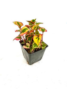 Perennial - Houttuynia cordata 'Chameleon Plant' (4 Inch)