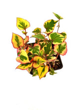 Load image into Gallery viewer, Perennial - Houttuynia cordata &#39;Chameleon Plant&#39; (4 Inch)

