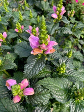 Load image into Gallery viewer, Perennial - Chelone lyonii &#39;Tiny Tortuga Turtlehead&#39; (4 inch)
