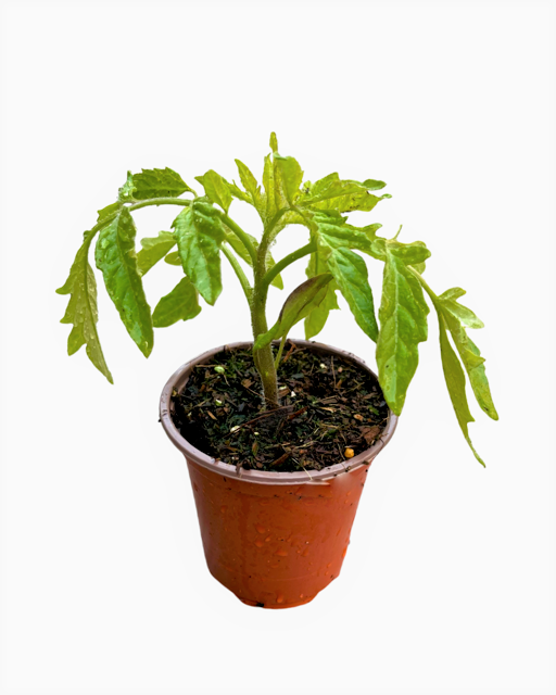 Fruit - Solanum lycopersicum 'Cherokee Purple Tomato' (3.5 Inch) Product vendor