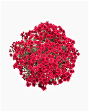 Load image into Gallery viewer, Annual - Chrysanthemum morifolium &#39;Cheer Red&#39; (8 Inch)

