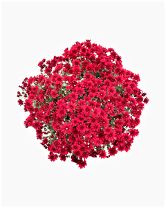 Annual - Chrysanthemum morifolium 'Cheer Red' (8 Inch)