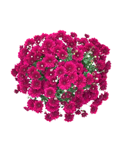 Load image into Gallery viewer, Annual - Chrysanthemum morifolium &#39;Lagoon Purple&#39; (8 Inch)
