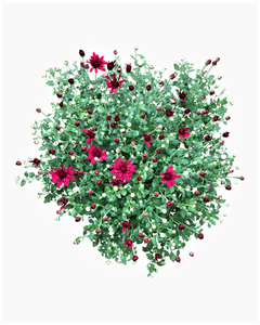 Annual - Chrysanthemum morifolium 'Lucky Purple' (8 Inch)