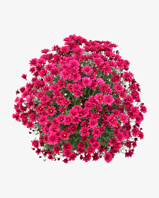 Annual - Chrysanthemum morifolium 'Stellar Purple' (8 Inch)