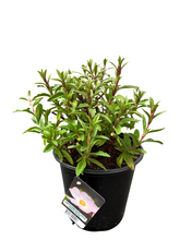 Load image into Gallery viewer, Perennial - Cistus creticus &#39;Grayswood Pink Rock Rose&#39; (1 Gallon)
