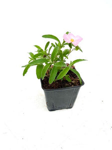 Perennial - Cistus creticus 'Grayswood Pink Rock Rose' (4 Inch) Product vendor