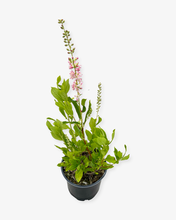 Load image into Gallery viewer, Shrub - Clethra alnifolia &#39;Ruby Spice Summer Sweet Pepperbush&#39; (1 Gallon)
