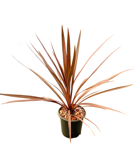 Grass - Cordyline australis 'Red Star' (1 Gallon)