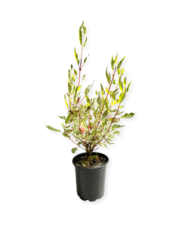 Shrub - Cornus alba  'Elegantissima Variegated Dogwood' (1 Gallon) Product vendor