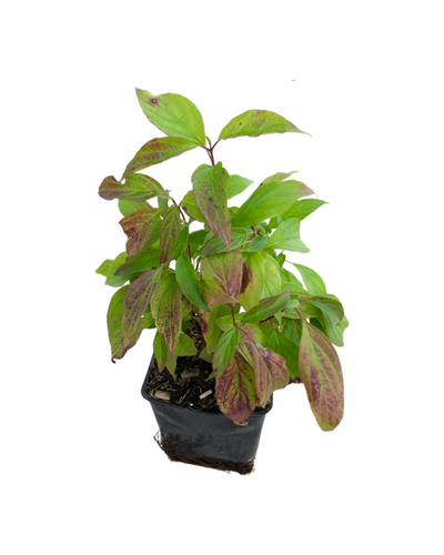 Shrub - Cornus sericea 'Kelseyi Red Twig Dogwood' (4 Inch) Product vendor