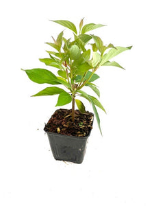 Shrub - Cornus stolonifera 'Red Twig Dogwood' (4 Inch)
