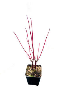 Shrub - Cornus stolonifera 'Red Twig Dogwood' (4 Inch)