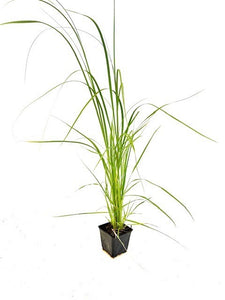 Grass - Cortaderia selloana 'Pumila Dwarf Pampas Grass' (4 Inch)