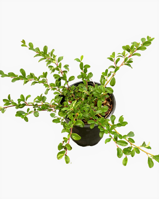 Ground Cover - Cotoneaster dammeri 'Bearberry' (1 Gallon)