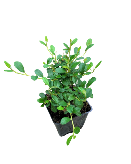 Ground Cover - Cotoneaster dammeri 'Bearberry' (4 Inch)