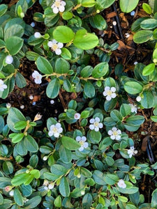 Ground Cover - Cotoneaster dammeri 'Bearberry' (4 Inch)