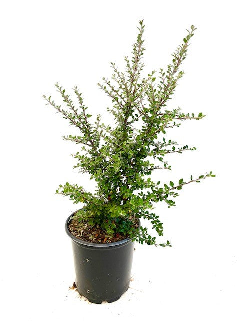 Shrub - Cotoneaster glaucophyllus 'Gray-Leaf Cotoneaster' (1 Gallon)