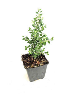 Shrub - Cotoneaster glaucophyllus 'Gray-Leaf Cotoneaster' (4 Inch)