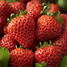 Load image into Gallery viewer, Fruit - Fragaria ananassa &#39;Cupido Strawberry&#39; (6 Inch)
