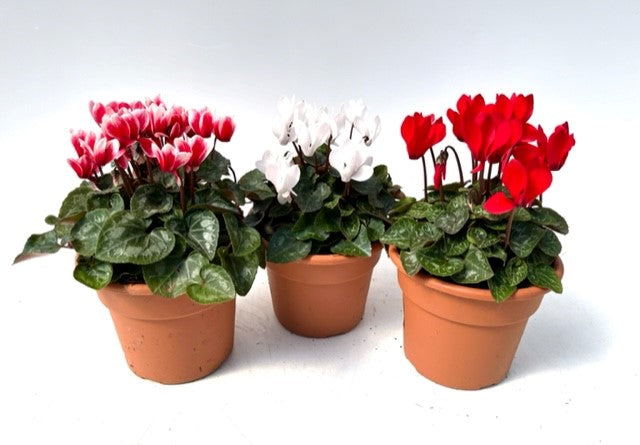 Annual - Assorted Cyclamen persicum 'Picola' (6 Inch Terracotta)