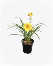 Load image into Gallery viewer, Perennial - Hemerocallis &#39;Stella D&#39;Oro Daylily’ (1 Gallon)
