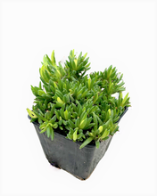 Load image into Gallery viewer, Succulent - Delosperma hybrida &#39;Jewel of the Desert Garnet&#39; (4 Inch)
