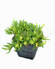 Load image into Gallery viewer, Succulent - Delosperma hybrida &#39;Jewel of the Desert Peridot&#39; (4 Inch)
