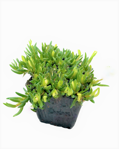 Succulent - Delosperma hybrida 'Jewel of the Desert Peridot' (4 Inch)