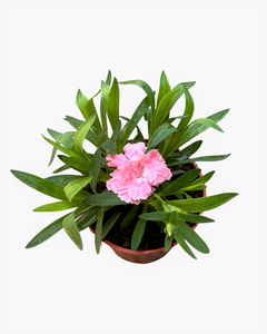 Annual - Dianthus caryophyllus 'Oscar Pink' (4 Inch Round)