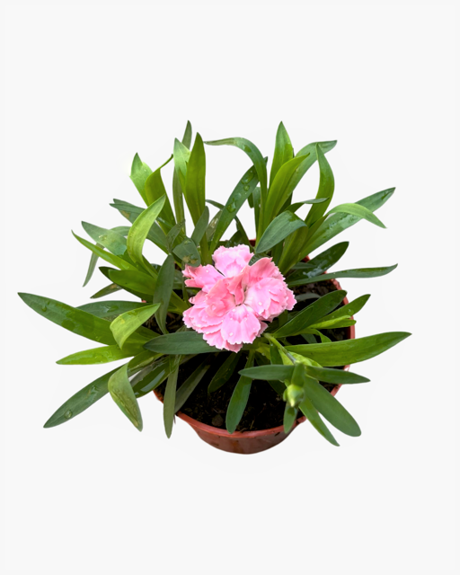 Annual - Dianthus caryophyllus 'Oscar Pink' (6 Inch Round)