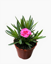 Load image into Gallery viewer, Annual - Dianthus caryophyllus &#39;Oscar Cherry Velvet&#39; (4 Inch Round)
