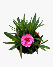Load image into Gallery viewer, Annual - Dianthus caryophyllus &#39;Oscar Cherry Velvet&#39; (4 Inch Round)
