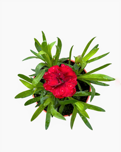 Annual - Dianthus caryophyllus 'Oscar Dark Red' (4 Inch Round)