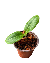 Load image into Gallery viewer, Vegetable - Cucurbita pepo &#39;Easy Pick Gold Zucchini&#39; (3.5 Inch) Product vendor
