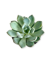Load image into Gallery viewer, Succulent - Echeveria &#39;Azul&#39; (4 Inch Tin) Product vendor
