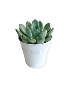 Succulent - Echeveria 'Azul' (4 Inch Tin) Product vendor